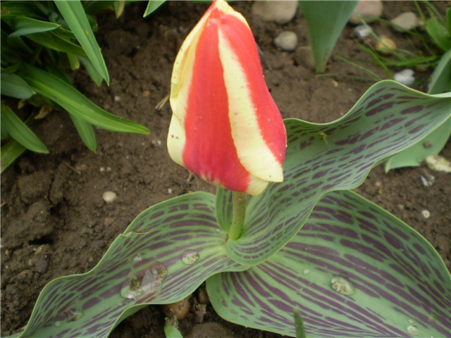 tulipan